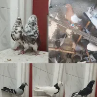کبوتر حسن خانی و گرگی ساعتی غریب شهرستان