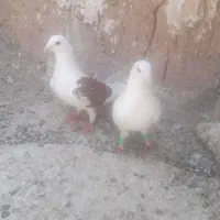 کفتر‌پرشی