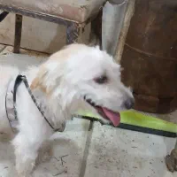 با سلام یک عدد   سگ پا کوتاه  ناز ودوس داشتنی