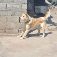 سگ نگهبان