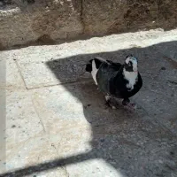 نروماده پلنگ سیاه