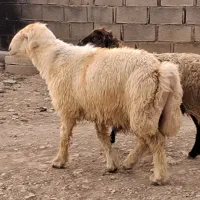 قوچ