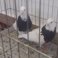 پرنده