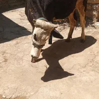 گوساله