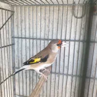 سهره دورگ‌پرو