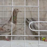 دوعدد کبوتر ماده خرمای