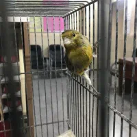 قناری نر دهن سهره