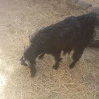 گوسفند(پاچن)