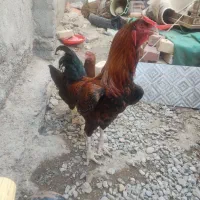 مرغ و خروس هیکلی