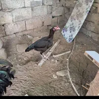 مرغ لاری تخم گذار