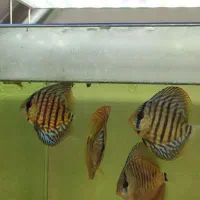 دیسکس