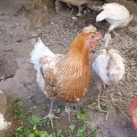 جوجه مرغ