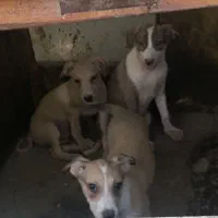 توله پیت بول