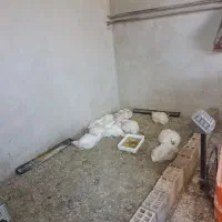 مرغ زنده رضا زیر قیمت