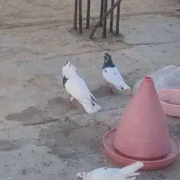 گمشده