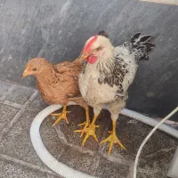 فروش جوجه مرغ و خروس