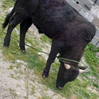 کوله چاپلوسی ج