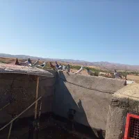کبوتر بوم ماده زدوخوردی