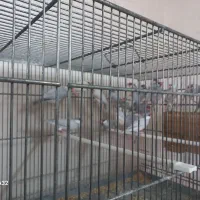 فنچ نرگسی سیلور مرغ عشق رینبو