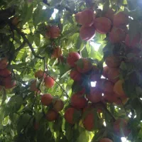 باغچه-شهر-قدس-باباسلمان-مالک-هستم