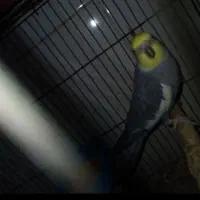 نر مست سخن گو