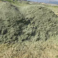 یونجه سبز