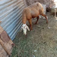 یک راس میش