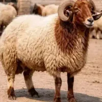 جگرزنده زغالی