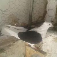 پشتار سیاه ماده