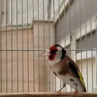 سهره چهار گل رسمی دهن لر اصیل