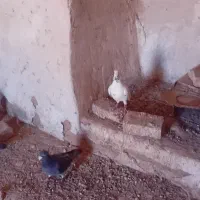 کبوتر