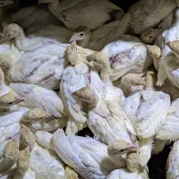 جوجه بوقلمون بیوتی