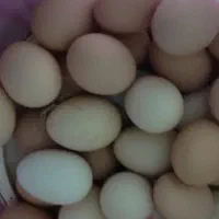تخم مرغ محلی