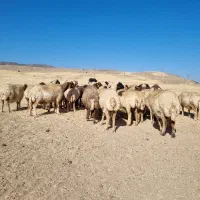 گوسفند