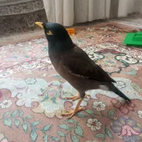 مرغ مینا سخنگو