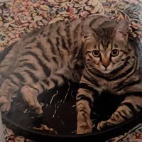 واگذاری دو گربه dsh