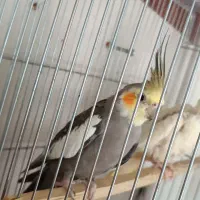 عروس هلندی گم شده