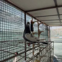 تعدادی ماده بهبهانی
