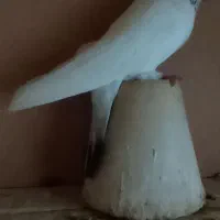 کفتر نر کله ای سر قدیم