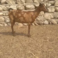 بزپچی دوقلوزا