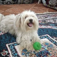 سگ تربیت شده شناسنامه دار