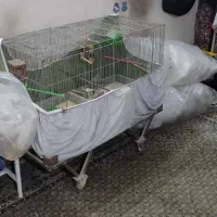 فنج بهمراه قفس