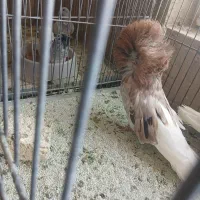 کبوتر اصل