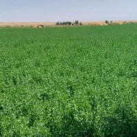 یونجه