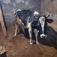 گاو با کوساله ماده