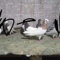 کبوتر|پرنده|دهدشت, |دیوار