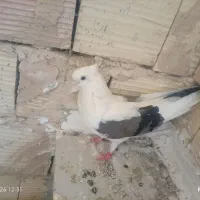 کبوتر با جوجه ۷ تا مفت
