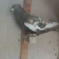 کفتر . شهری زرد، سرور، سینه قهو ه ی، دمبی