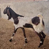 بز پاکستانی با پازن پاکستانی لنگ سه قلو