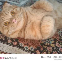 واگذاری گربه اسکاتیس